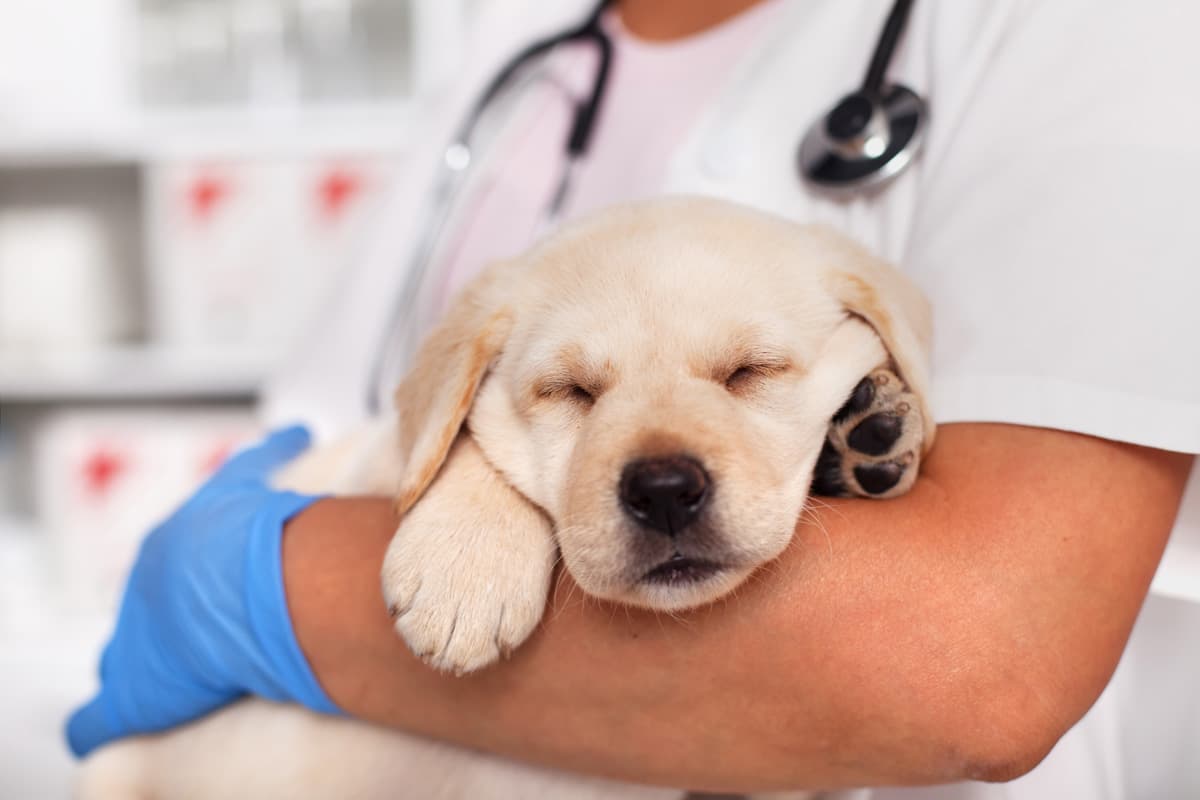 Clínica Veterinaria Bosco, servicio integral para mascotas