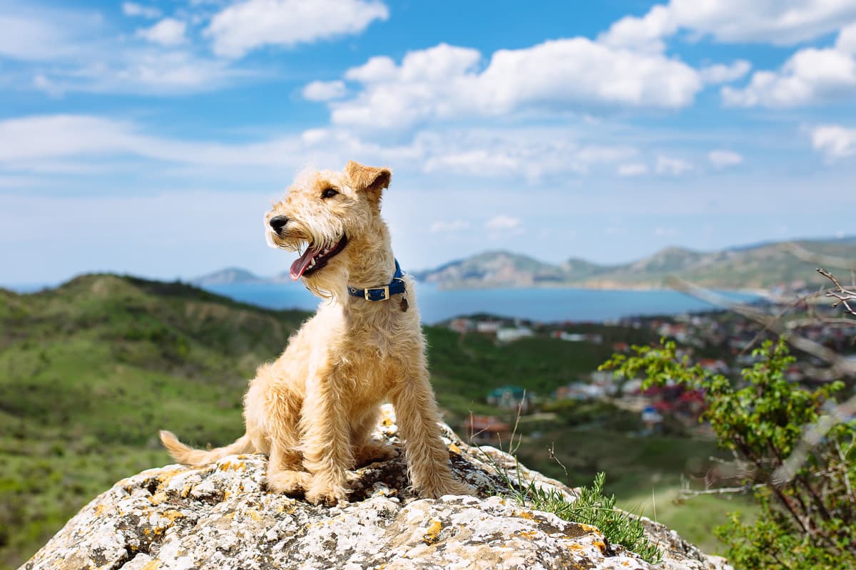 El mejor cuidado para su mascota en Ribeira