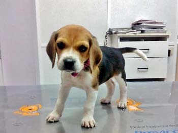 ¡Os presentamos a los pacientes de Clínica Veterinaria Bosco!