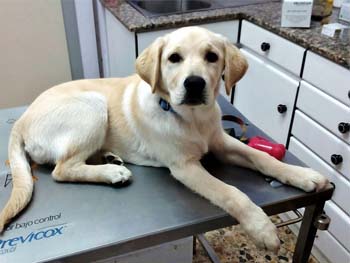 ¡Os presentamos a los pacientes de Clínica Veterinaria Bosco!