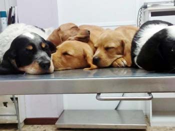 ¡Os presentamos a los pacientes de Clínica Veterinaria Bosco!